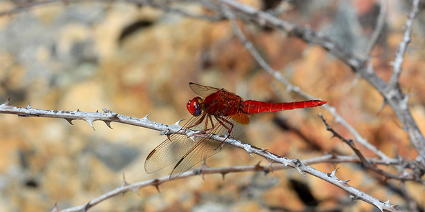 Foto: Feuerlibelle (Christoph Vorburger, Eawag) 