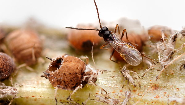 Une guêpe parasitoïde des pucerons (Lysiphlebus fabarum) récemment éclose de son hôte, un puceron noir de la fève (Aphis fabae). Photo : Bart Zijlstra - www.bartzijlstra.com