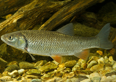 Un chevaine; copyright: Andreas Hartl