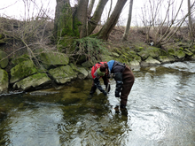 Prélèvement d’échantillons dans la Salmsacher Aach. (© Eawag; aucun archivage) 