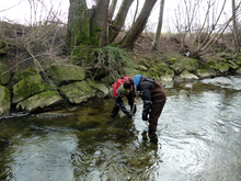 Taking samples from Salmsacher Aach.  (© Eawag; no archiving, Download high res version) 