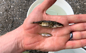   The appearance of sticklebacks in Lake Constance varies widely: these are both adult females – from the open water of the lake (top) and from a small tributary (bottom). (Eawag, Cameron Hudson)