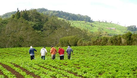 Farmers spraying vegetables in the Zarcero region of Costa Rica. (Photo: Mirko Winkler, Swiss TPH)