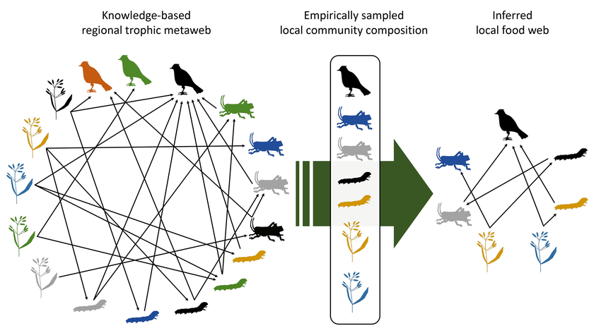 Schema des Nahrungsnetzes: Aus den wissensbasierten Nahrungsbeziehungen zwischen verschiedenen Arten kann das Nahrungsnetz einer lokal beobachteten Artengemeinschaft abgeleitet werden. (Grafik: Eawag)