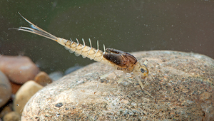 Das Verbreitungsgebiet der Eintagsfliege Baetis rhodani hat zwischen 2010 und 2019 in mittleren bis höheren Lagen zugenommen. (Foto: Verena Lubini)