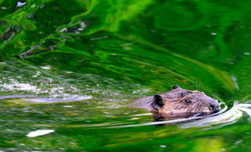 Le castor rend les cours d’eau plus dynamiques et plus riches en espèces. (Photo : Mark Giuliucci, Flickr, CC BY-NC 2.0)
