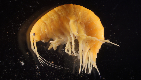 Fig. 1: Gammarus alpinus preserved in alcohol: the distinctive morphological features of this amphipod species are only apparent under the microscope. (Photo: Roman Alther)