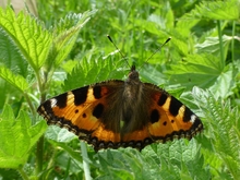 La femelle de la Petite Tortue (Aglais urticae) pond des œufs sur les orties indigènes. Le modèle permet de tester si ce papillon peut également utiliser des plantes non indigènes. 