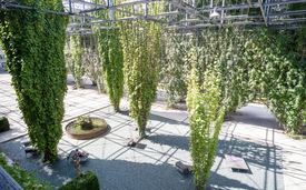 Plus de verdure, plus d’eau, plus d’ombre : les infrastructures vertes et bleues permettent de réduire le réchauffement urbain tout en offrant des espaces de bien-être et de biodiversité. Photo du MFO Park à Oerlikon (Photo : Eawag, Lucas Gobatti).