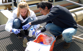 Eawag researcher Feng Ju and intern Sina Hasler taking samples at a wastewater treatment plant. (Photo: Karin Beck)