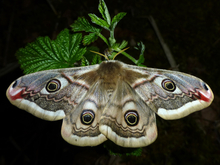 Larvae of the Small Emperor Moth (Saturnia pavonia) are relatively polyphageous, and can also include non-native plants such as Cotoneaster dammeri into their diet. 