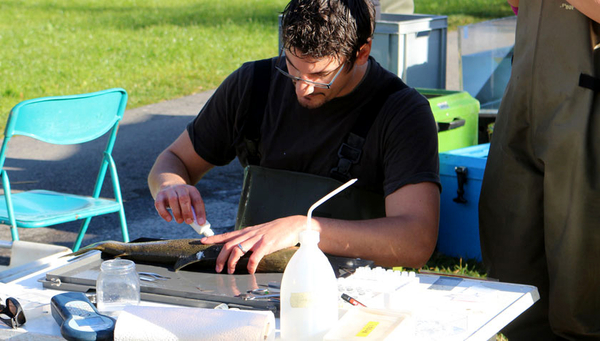 Philipp Dermond carries out a muscle and scale test and implants a chip in the stomach cavity of an anaesthetised sea trout. The researchers will then be able to track whether the fish from the stream migrate to the sea or whether they ... (Photo: FIBER)