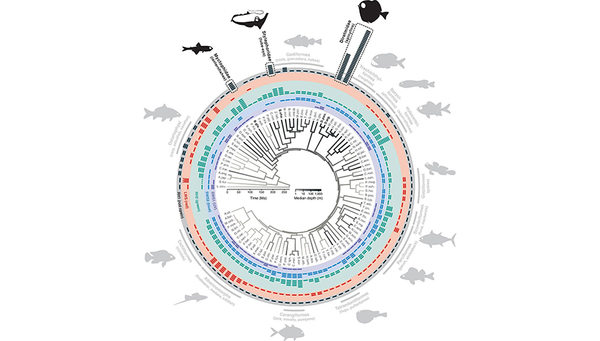 The time-calibrated phylogeny in the center is based on molecular information from 101 fish genomes and is shaded according to the median depth of occurrence of each species (terminal branches) and reconstructed depths (internal branches). Colored bars in the outer circles indicate the number of cone opsin genes, black bars represent the number of rod opsins (RH1s), and dotted bars denote incomplete or ambiguous data. Deep-sea lineages with multiple RH1 copies are highlighted with dashed boxes. A detailed version of the phylogeny, including full species names, is provided in fig. S1