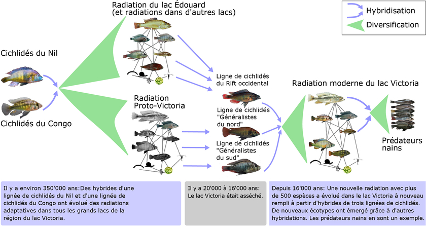 L’évolution de la grande diversité d’espèces de cichlidés dans le lac Victoria (Graphique: Joana Meier).
