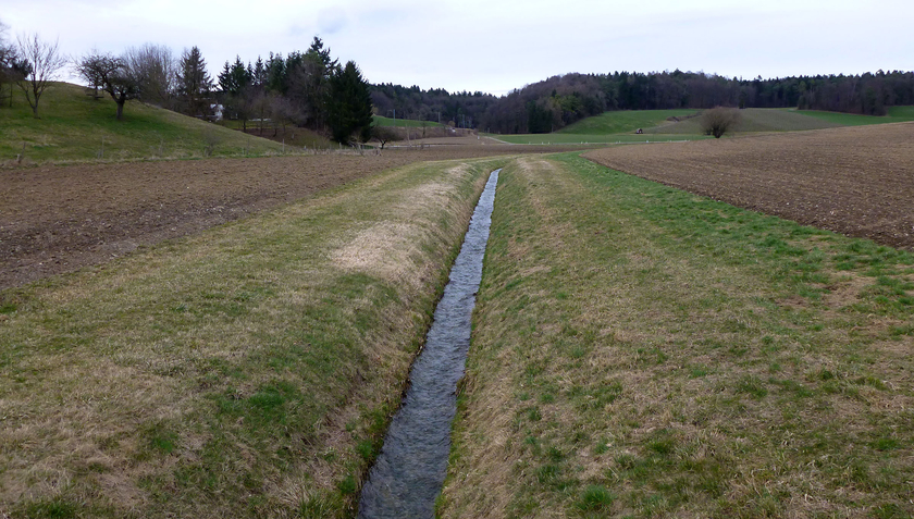 De nombreux petits cours d’eau suisses présentent des dégradations dues aux activités humaines – comme ce ruisseau à Ossingen ZH (Photo: Andri Bryner). 