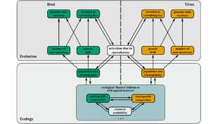 Potential interactions between ecological processes and evolutionary processes in host–virus coevolution and how they interact with and shape genomic variation. In the evolution section, boxes in the top row correspond to genomic variation and those in the second row (bottom) to evolutionary forces governing them.