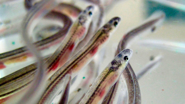 Au stade juvénile, les anguilles d'Europe (Anguilla anguilla) sont encore translucides. Elles sont alors appelées civelles. Photo : European Eel Foundation