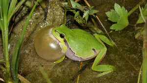 La rainette verte a fortement progressé dans la vallée de la Reuss (canton d'Argovie). (Photo: Thomas Reich.)