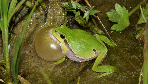 The tree frog has strongly increased in the Reuss Valley (AG). (Photo: Thomas Reich)
