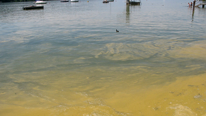 Green-blue algal blooms like this one in the Greifensee may increase in the future as a result of climate change. (Photo: AWEL)
