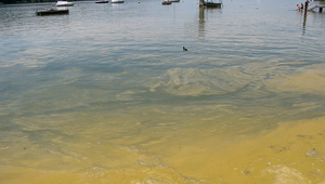 Cyanobakterienblüten wie hier im Greifensee dürften sich in Zukunft durch den Klimawandel verstärken. (Bild: AWEL)