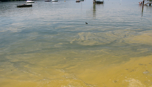 En raison du changement climatique, les efflorescences de cyanobactéries, comme ici dans le lac de Greifen, devraient à l’avenir se multiplier. (Photo : AWEL)
