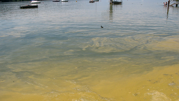 Green-blue algal blooms like this one in the Greifensee may increase in the future as a result of climate change. (Photo: AWEL)