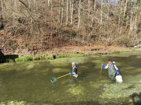 The improvement in water quality was analysed by former Eawag spin-off Aquatox Solutions, among others, by measuring the switching on or off of genes that respond specifically to micropollutants and hormones in liver cells from brown trouts.   (Photos: Office for Water and Energy, Canton St.Gallen and aQuaTox-Solutions GmbH).