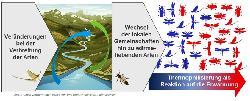 Se il clima cambia, cambia anche la distribuzione delle specie. Localmente, le specie adattate al freddo possono essere perse e sostituite da specie che prediligono il caldo. Gli scienziati chiamano questo processo "termofilizzazione". (Grafico: Eawag, illustrazioni di Biorender, istock.com e dreamstime.com)