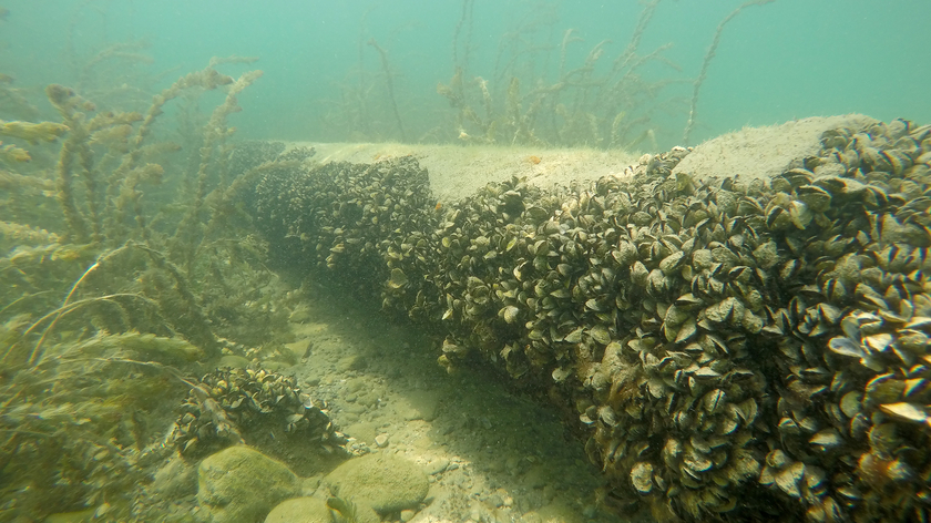 Quaggamuscheln auf einem Rohr im Genfersee (Foto: Eawag, Linda Haltiner). Quaggamuscheln auf einem Rohr im Genfersee (Foto: Eawag, Linda Haltiner).