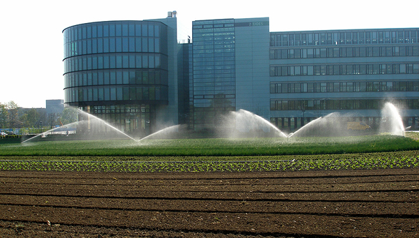 Bei intensiver Bewässerung besteht die Gefahr, dass Nährstoffe und Pestizide ins Grundwasser gelangen. (Foto: Andri Bryner, Eawag)