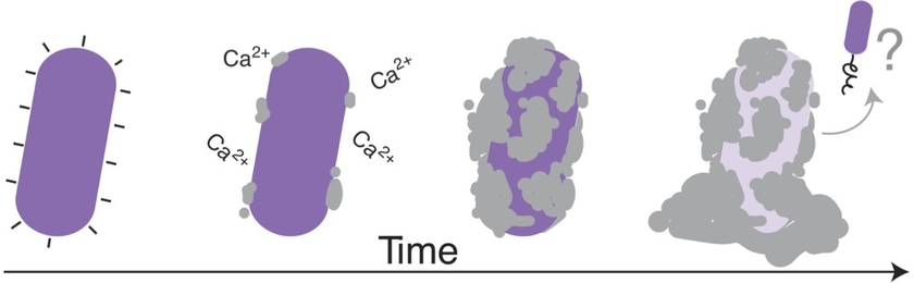 The presence of Ca2+ ions can result in local supersaturation and precipitation of calcium carbonate on the bacterial cell wall.