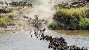 When a herd of wildebeest cross a river, not all the animals will make it to the other side. (Photo: iStock.com / Jannie_nikola)