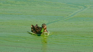 Fig. 1 : Un bloom cyanobactérien : la prolifération des algues bleues ou cyanobactéries peut provoquer des réactions allergiques chez l'homme et l'animal. Photo : le lac de « Zwischenahner Meer » en Basse-Saxe, en Allemagne (Peter Duddek, Visum)