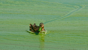 Abb. 1: Blaualgenblüte: Das massenhafte Auftreten von Cyanobakterien  kann bei Menschen und Tieren allergische Reaktionen hervorrufen. Im Bild: das Zwischenahner Meer, ein See in Niedersachen, Deutschland. Foto: Peter Duddek, Visum