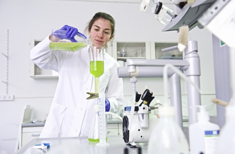Die Alge Chlorella variabilis und ein Chlorovirus, der sie befällt, wurden über 100 Wirtsgenerationen genetisch, aber auch in Bezug auf phänotypische Veränderungen und ihre Populationsdynamik beobachtet. Foto: Universität Konstanz