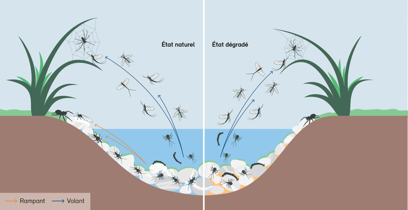 Les écosystèmes terrestres et aquatiques sont étroitement liés entre eux, par exemple par le réseau trophique. Les interventions humaines peuvent perturber considérablement cette connectivité. (Graphique: OFEV 2023)