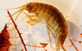 Der Gemeine Flohkrebs, Gammarus pulex, wandelt Diclofenac in den akut toxischer wirkenden Diclofenac-Methyl-Ester um (Foto: Eawag).