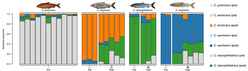 Each one of the four whitefish species contains genetic variation from the other species. The samples of present-day whitefish (see “Post”) are strongly genetically admixed compared to the historical samples, which were collected before the start of the eutrophication peridod of Lake Constance (see “Pre”). 