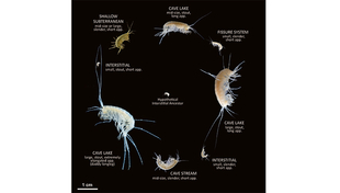 Diversité morphologique et écologique des espèces de Nipharguss (Figure : Spela Borko)