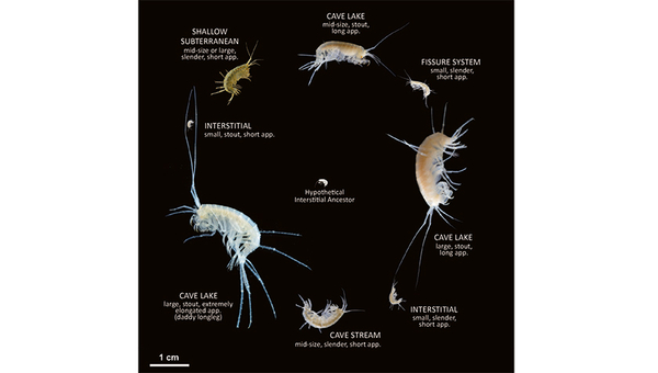 Morphological and ecological diversity of Niphargusspecies (Figure: Spela Borko)