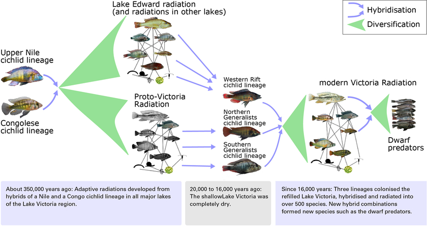 The evolution of the enormous diversity of cichlid species in Lake Victoria (Graphic: Joana Meier).