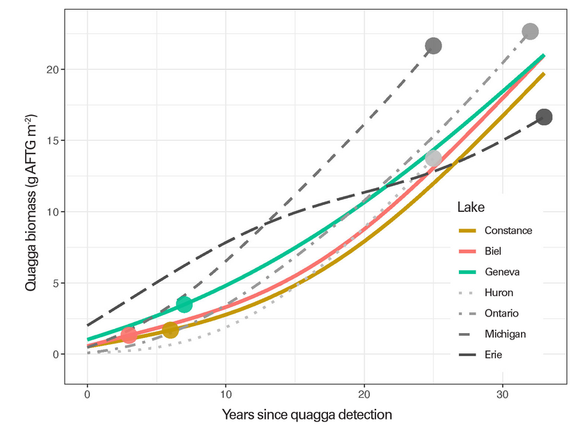 Calculated biomass of quagga mussels per square metre over a period of 33 years since the first detection. The dots represent the status in 2022 (Graphic: Kraemer et al., 2023, revised)