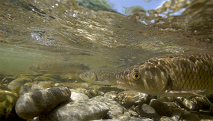Chubs (Squalius cephalus), also called European chub, on their spawning ground in the Trême, a tributary of the Saane, Canton Fribourg, Switzerland. (Photo: Michel Roggo)
