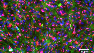 Rainbow trout gill cells were live-stained using molecular probes for nuclei (blue), cell membrane (green), mitochondria (red) and lysosome (magenta). These cells were healthy control cells unexposed to chemical stimuli. © Photo: Vivian Lu Tan, Eawag