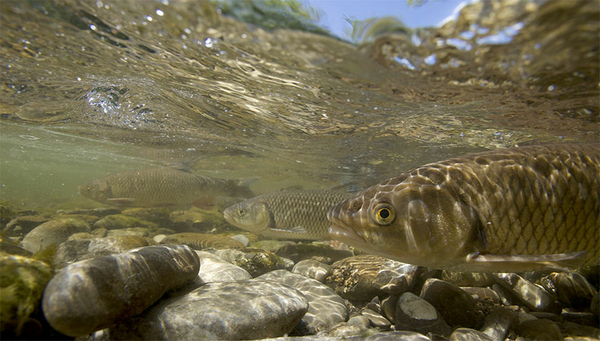 Chevaines (Squalius cephalus), également appelé "chevesne", sur sa frayère dans la Trême, un affluent de la Sarine, canton de Fribourg, Suisse. (Photo : Michel Roggo)