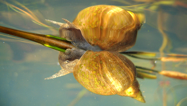 Schlammschnecken reagieren auf Temperaturstress und die Belastung mit Mikroverunreinigungen. Foto: Marko Koenig, Imagebroker, Okapia