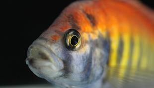 The cichlid Pundamilia sp. ‘nyererei-like’ lives around the edges of Python Island in Lake Victoria. (© Timothy Alexander)