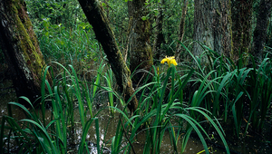 La biodiversité ne cesse de régresser