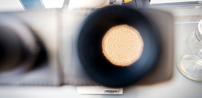 Les cultures de cellules de poissons, visibles ici sous le microscope, sont un élément clé important pour le développement de tests sur la toxicologie environnementale sans expérimentation animale. (Photo: Mallaun Photography)